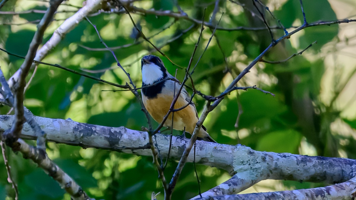 Rufous Whistler - ML644255471