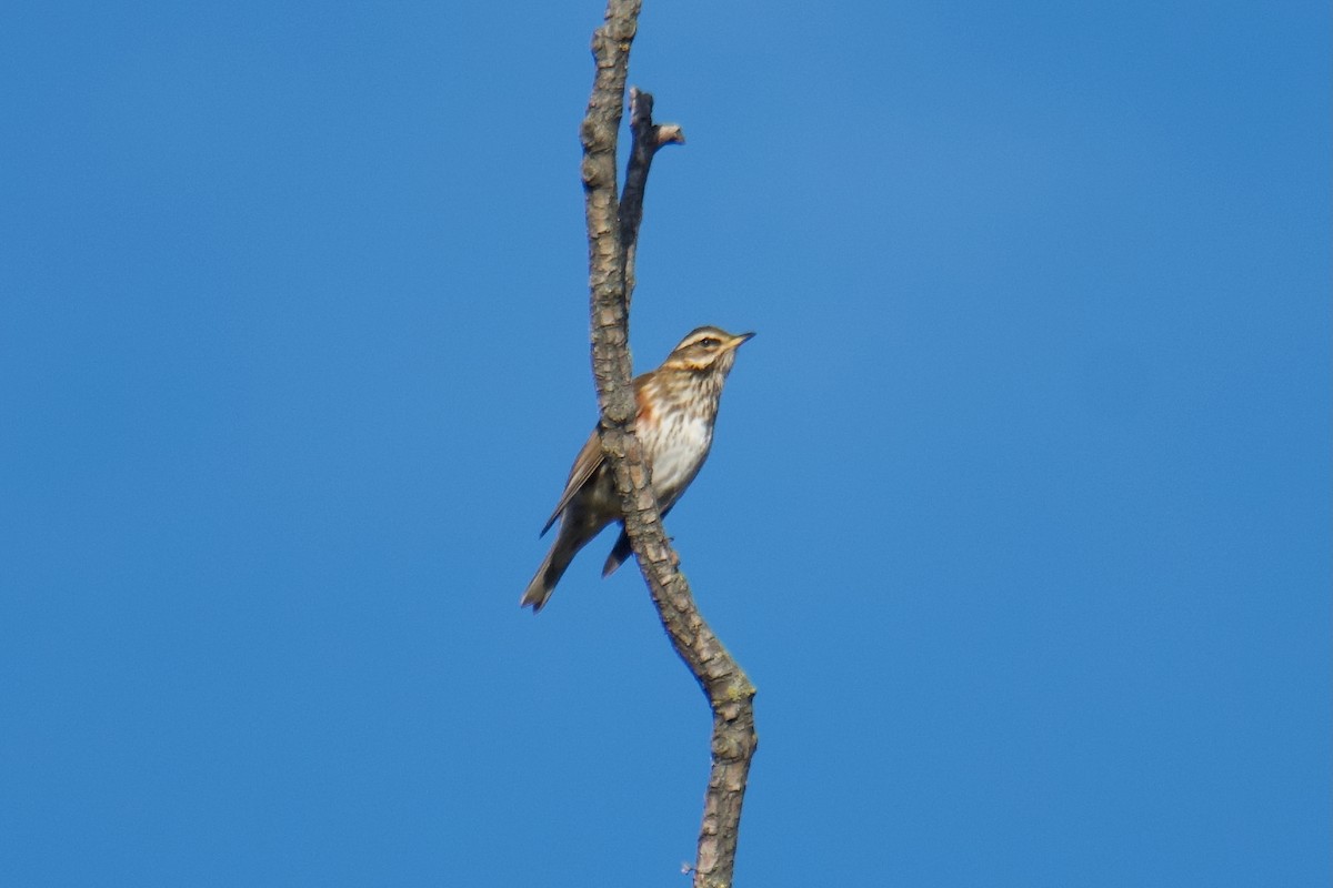 Redwing - ML644255473