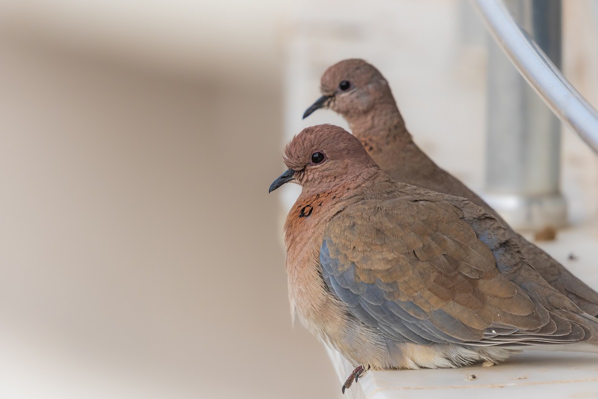 Laughing Dove - ML644255476
