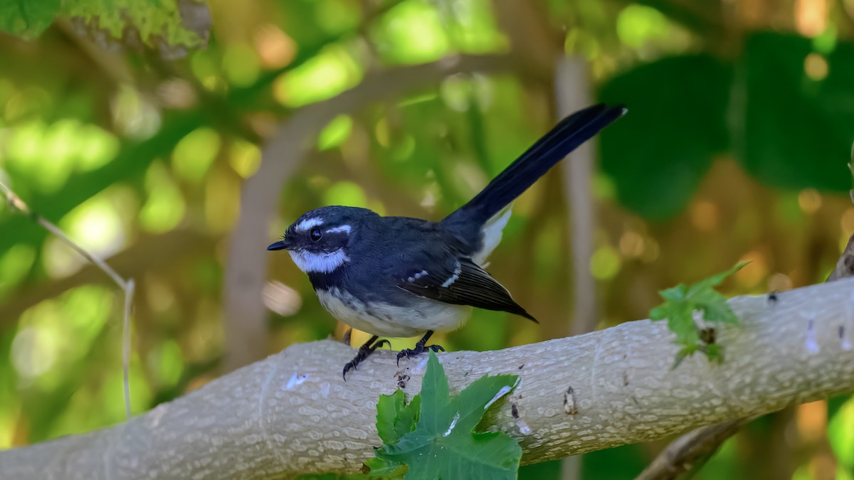 Gray Fantail - ML644255477