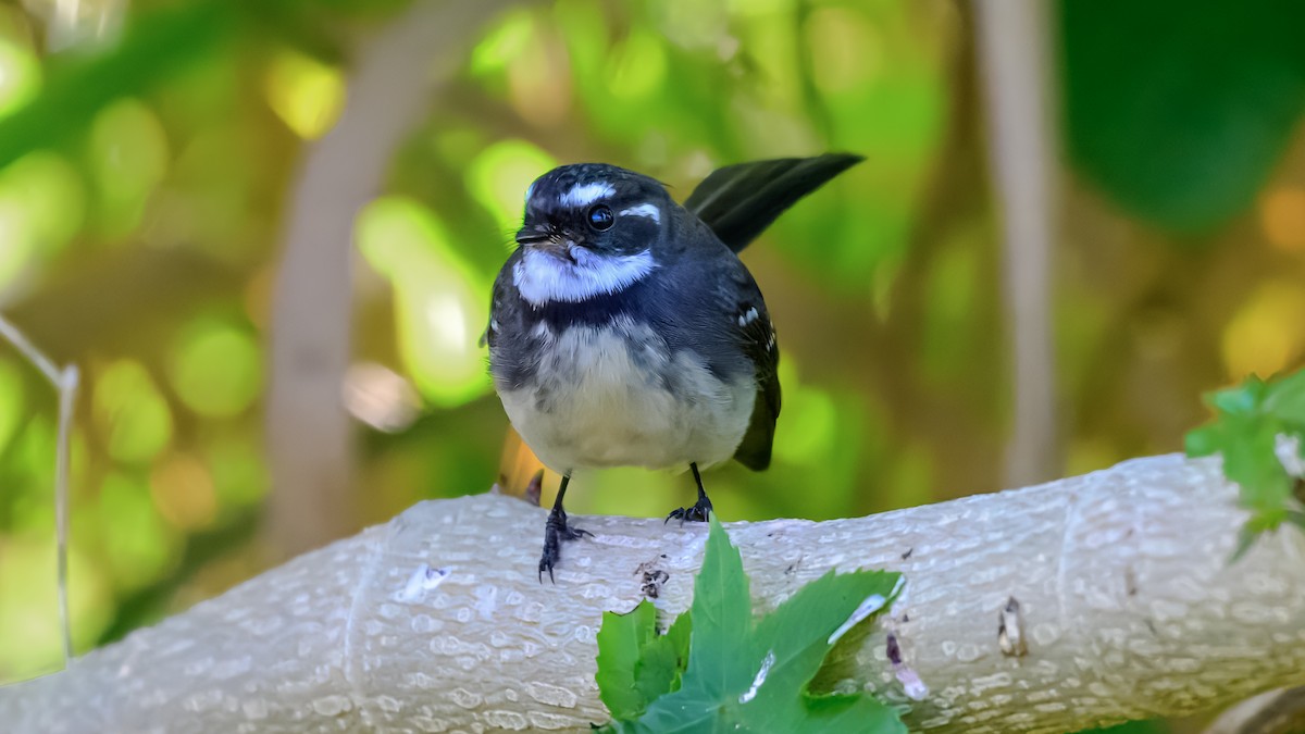 Gray Fantail - ML644255478