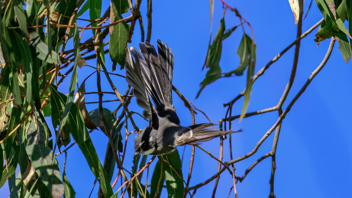 Gray Fantail - ML644255479