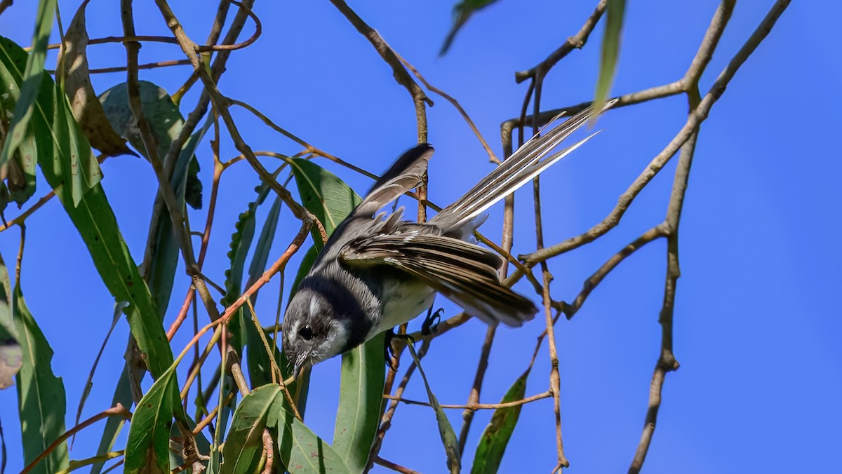 Gray Fantail - ML644255480