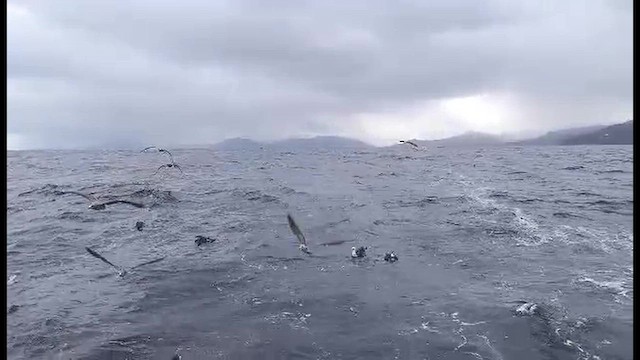 Northern Gannet - ML644255481