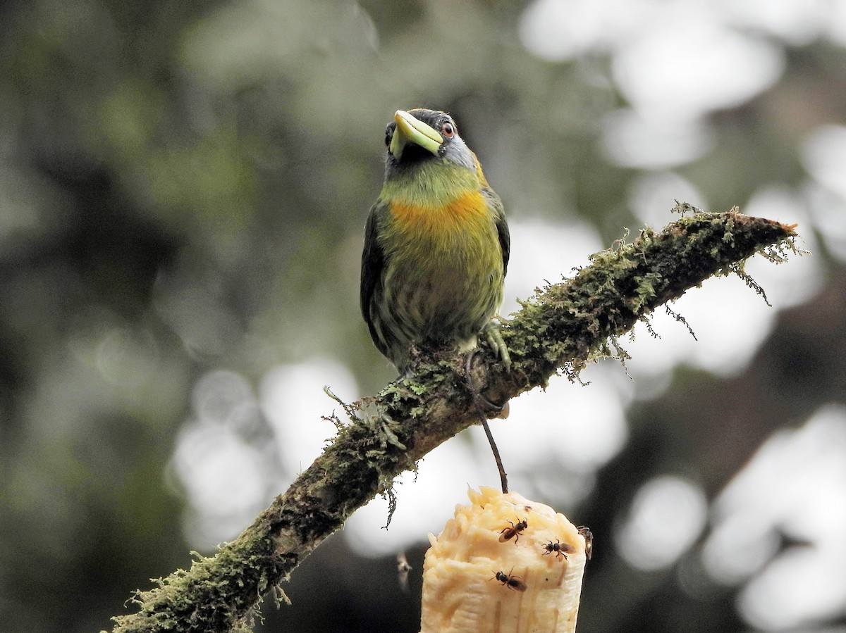 Red-headed Barbet - ML644255485