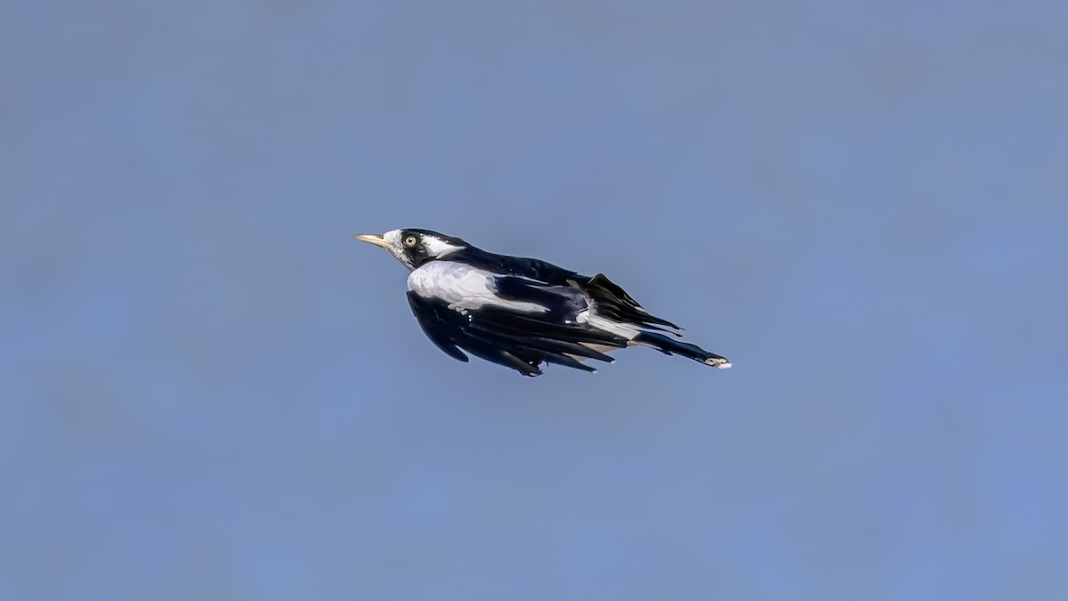 Magpie-lark - ML644255486