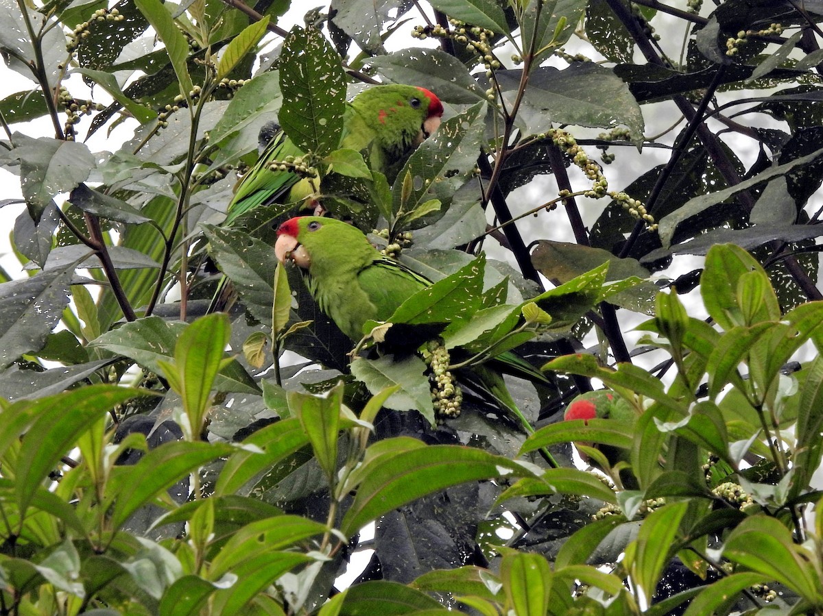Scarlet-fronted Parakeet - ML644255487