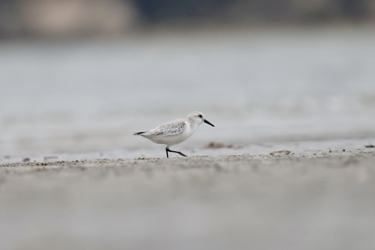 Txirri zuria - ML644255493