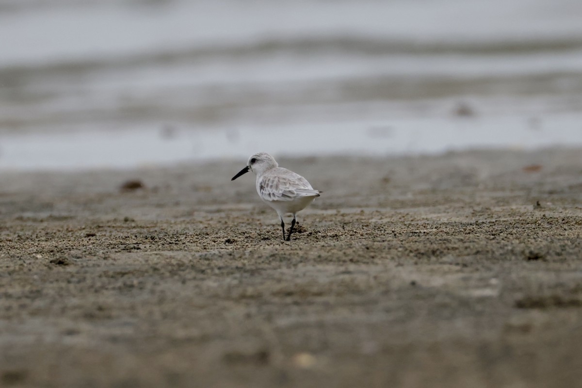 Txirri zuria - ML644255494