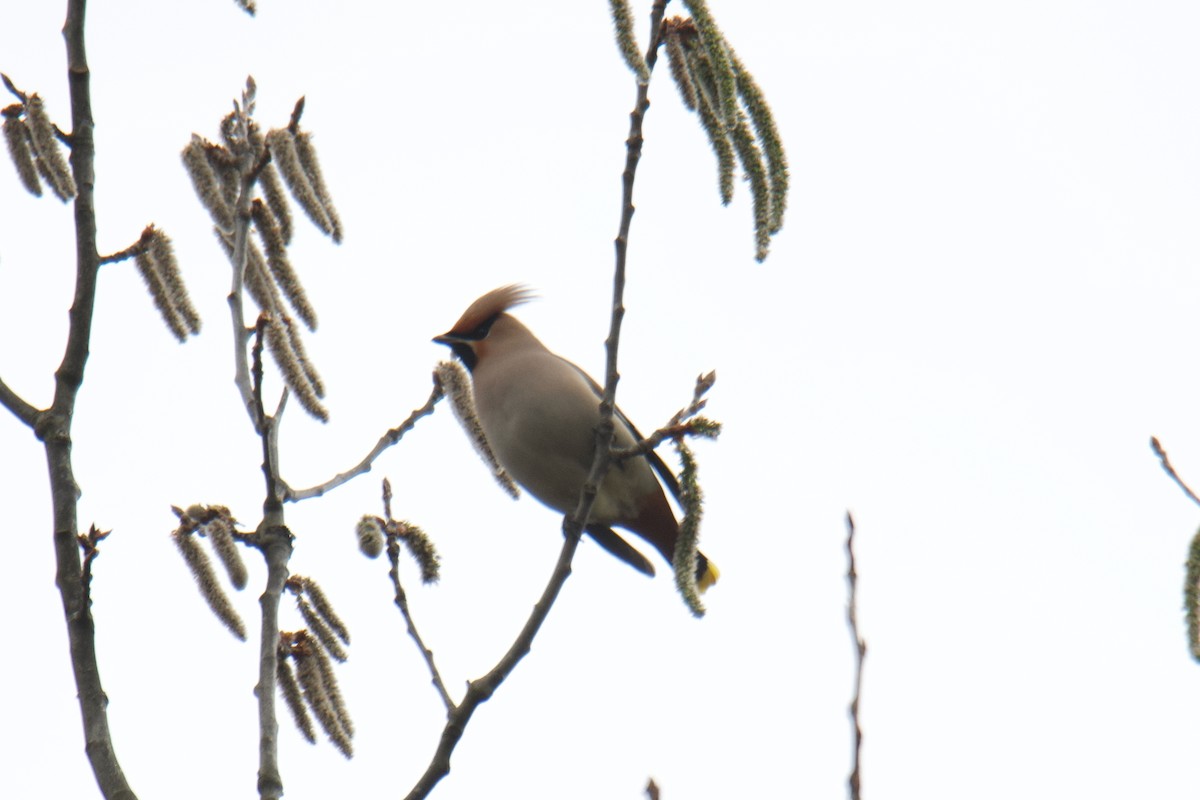 Buztanori boreala - ML644255502