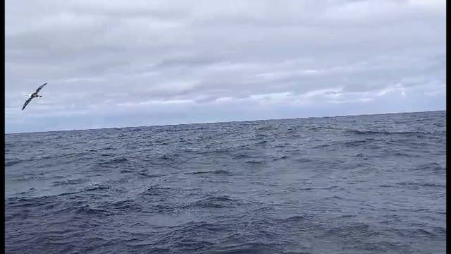 Northern Gannet - ML644255505