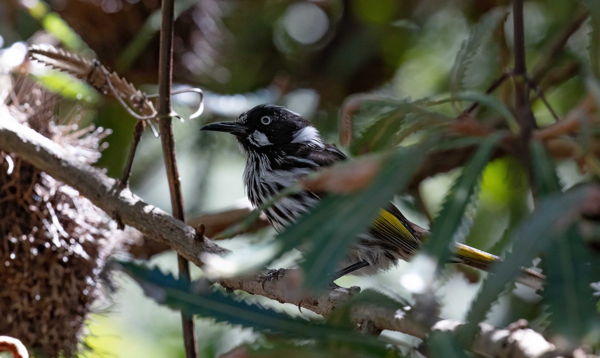 New Holland Honeyeater - ML644255514