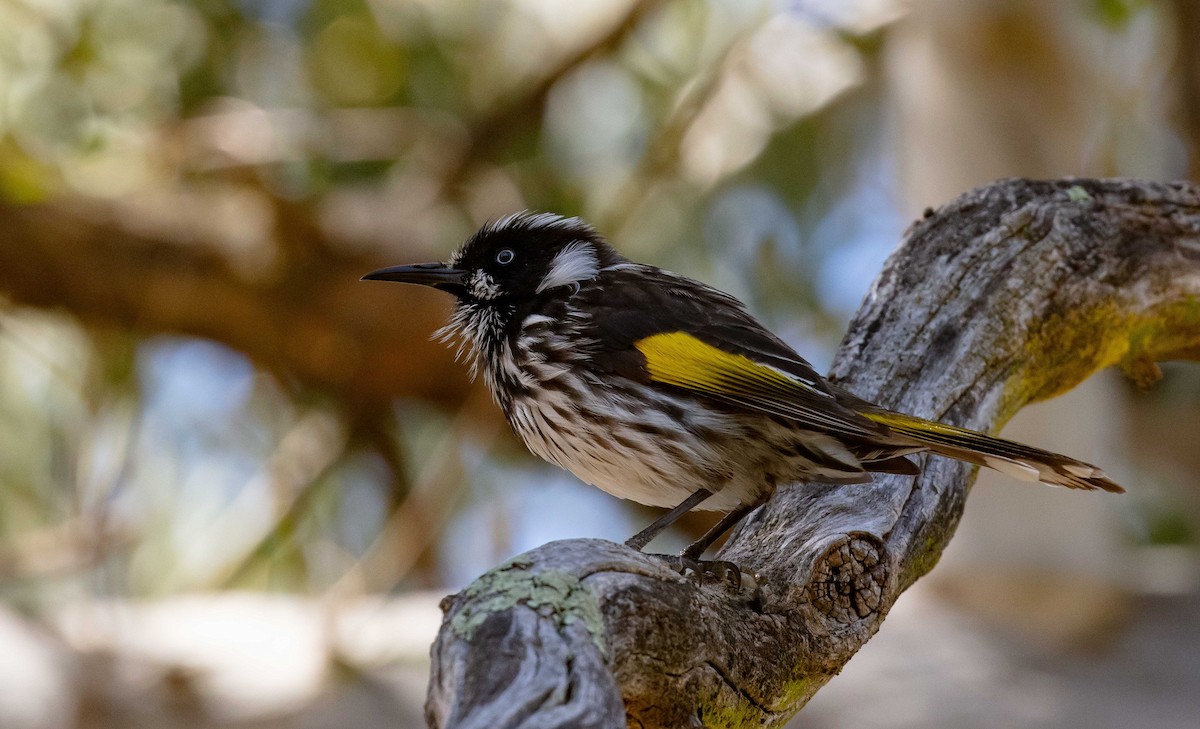 New Holland Honeyeater - ML644255515