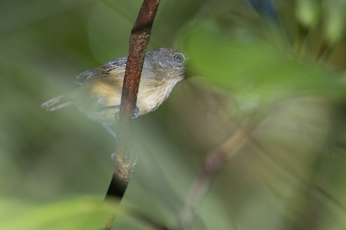 Spot-crowned Antvireo - ML644255526