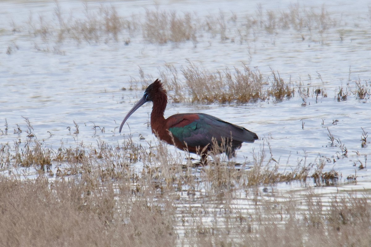 Glossy Ibis - ML644255528