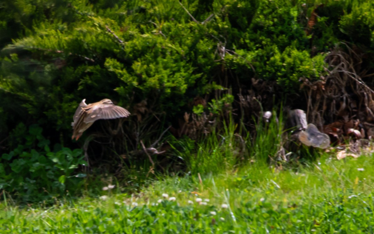 ヨーロッパウズラ - ML644255545