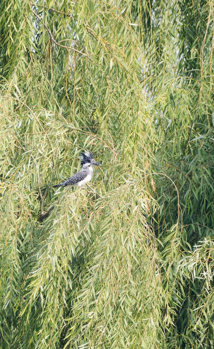 Crested Kingfisher - ML644255565