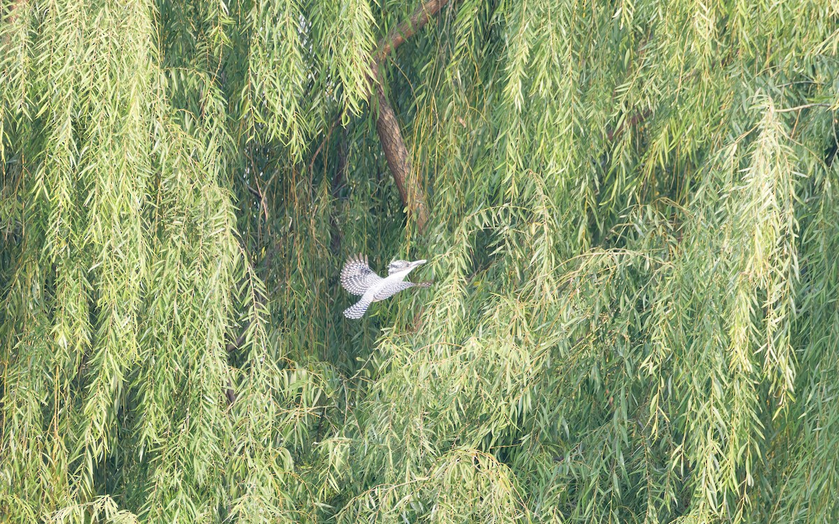 Crested Kingfisher - ML644255566