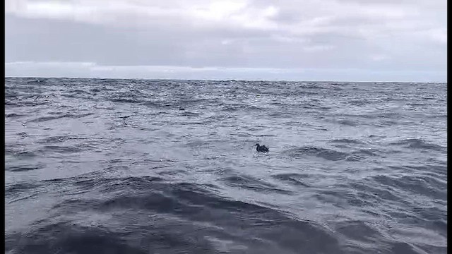 Northern Gannet - ML644255568