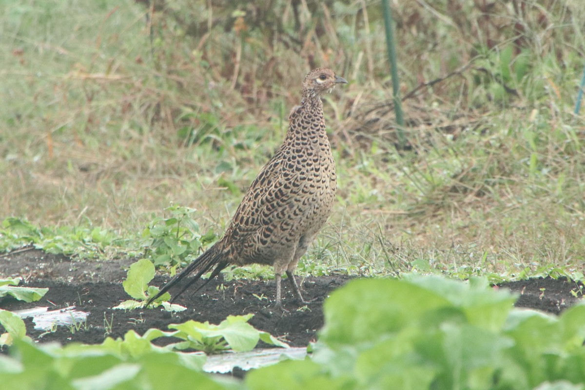 Buntfasan - ML644255569