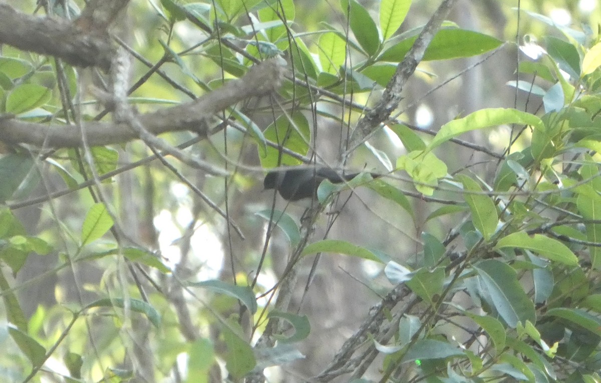 Pied Monarch - ML644255570