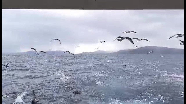 Northern Gannet - ML644255578