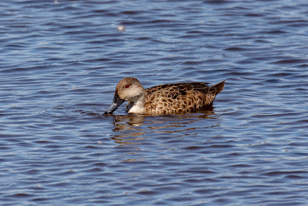 Zertzeta grisa - ML644255579