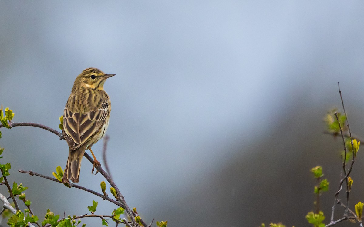 Tree Pipit - ML644255590