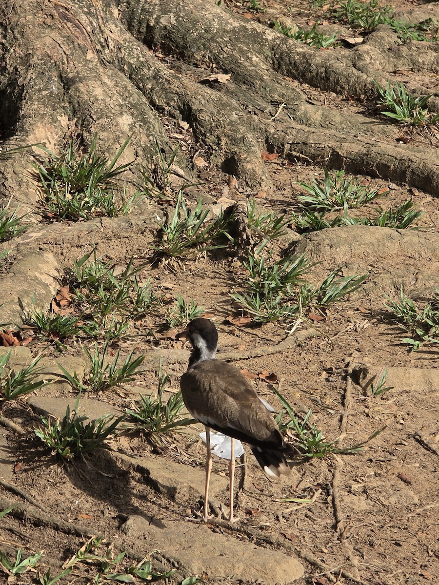 čejka černoprsá - ML644255595