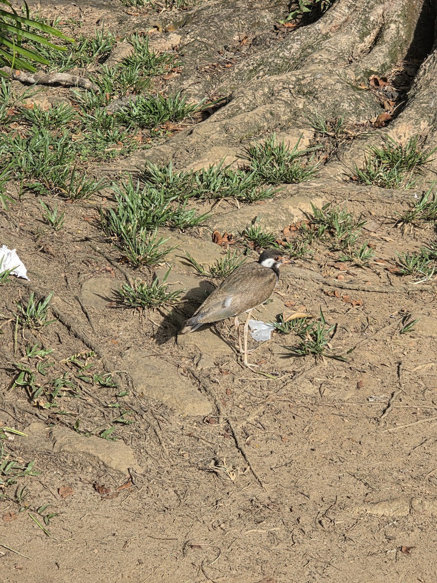 čejka černoprsá - ML644255596