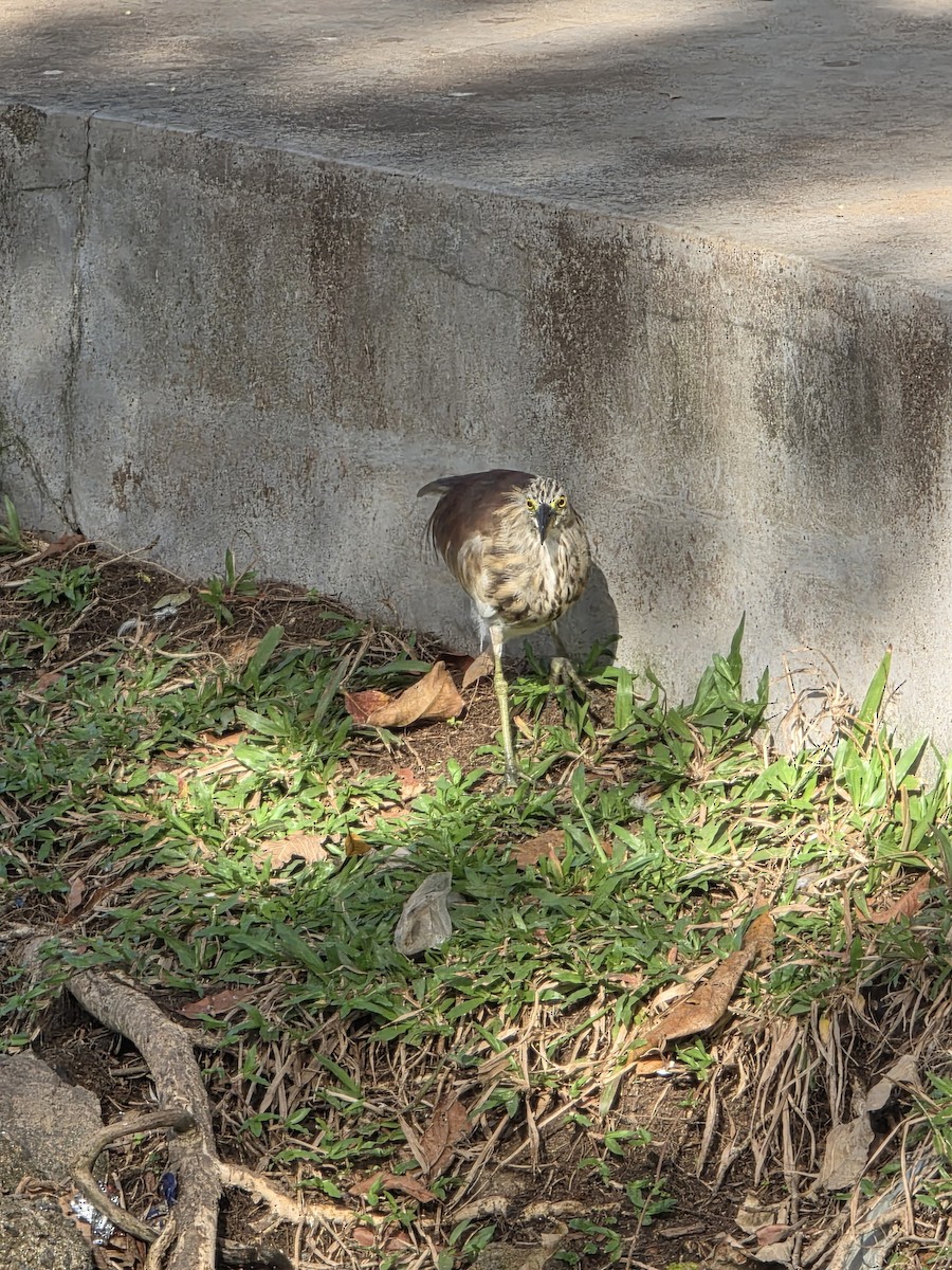 Indian Pond-Heron - ML644255598