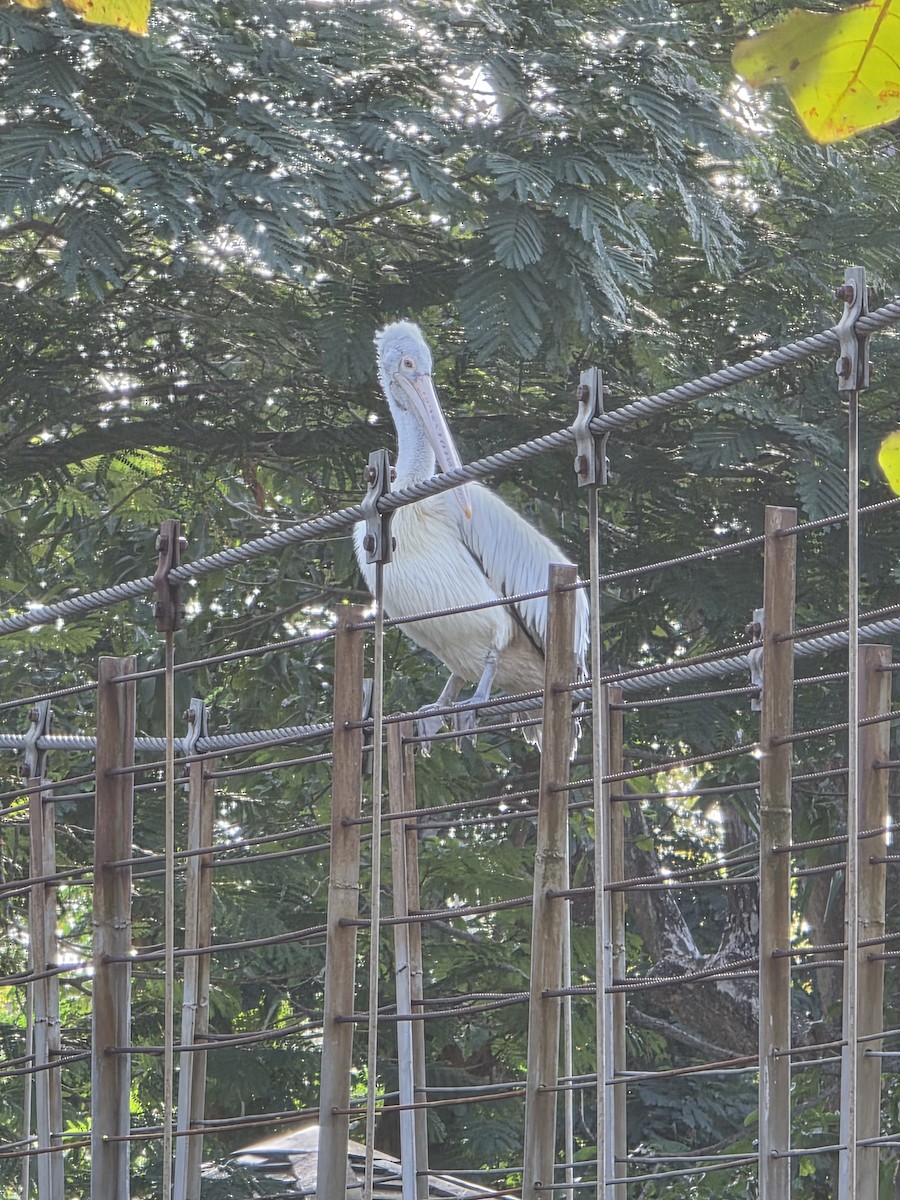 Graupelikan - ML644255603