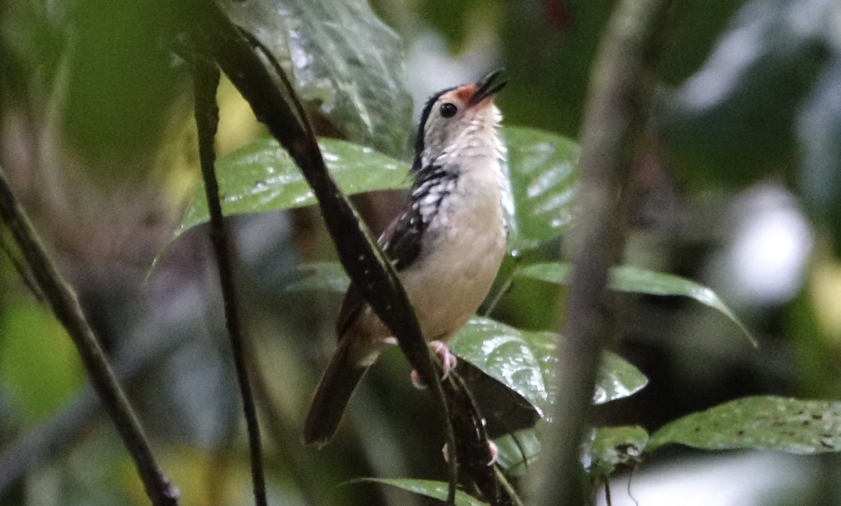 Ratina Estriada - ML644255606