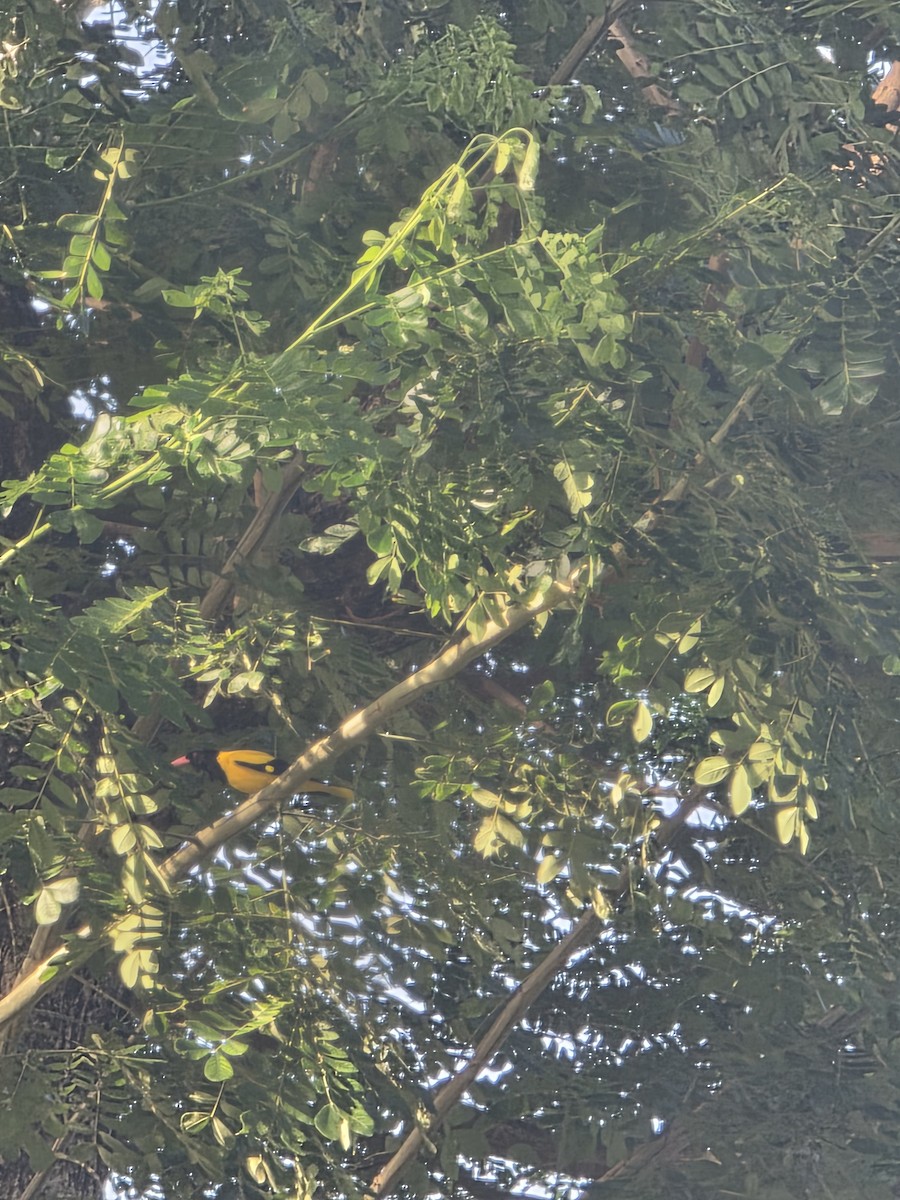 žluva černokápá - ML644255612