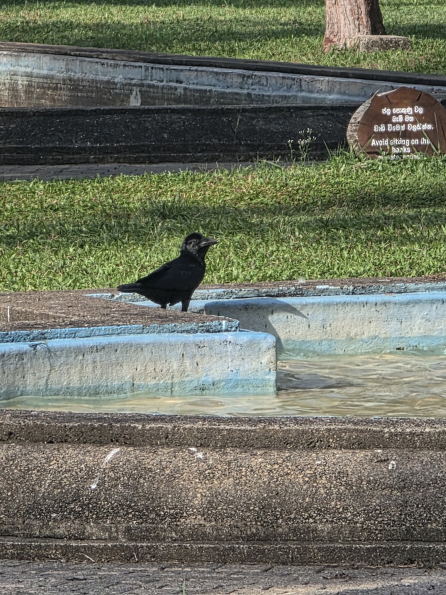 Ворона великодзьоба - ML644255616