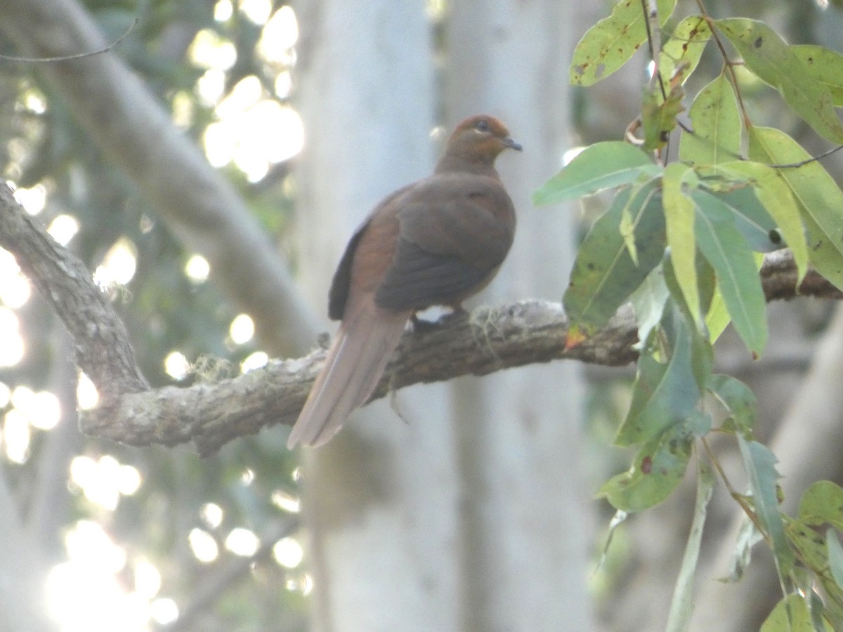 Maronentaube - ML644255618