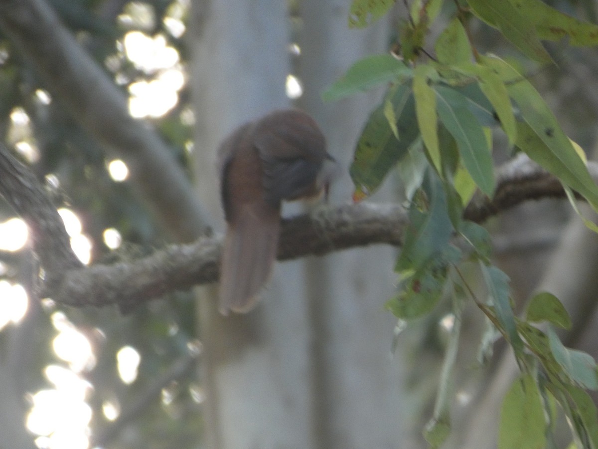 Maronentaube - ML644255619