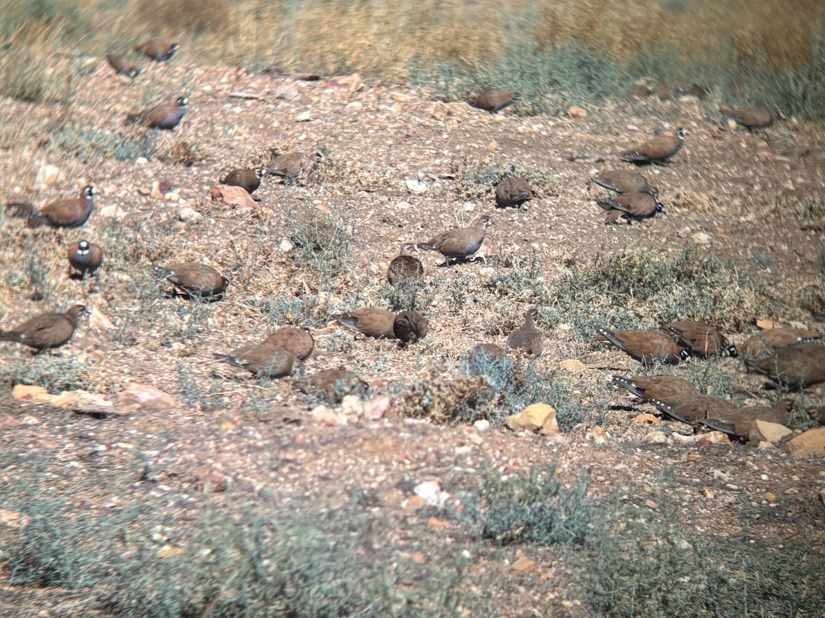 Flock Bronzewing - ML644255621