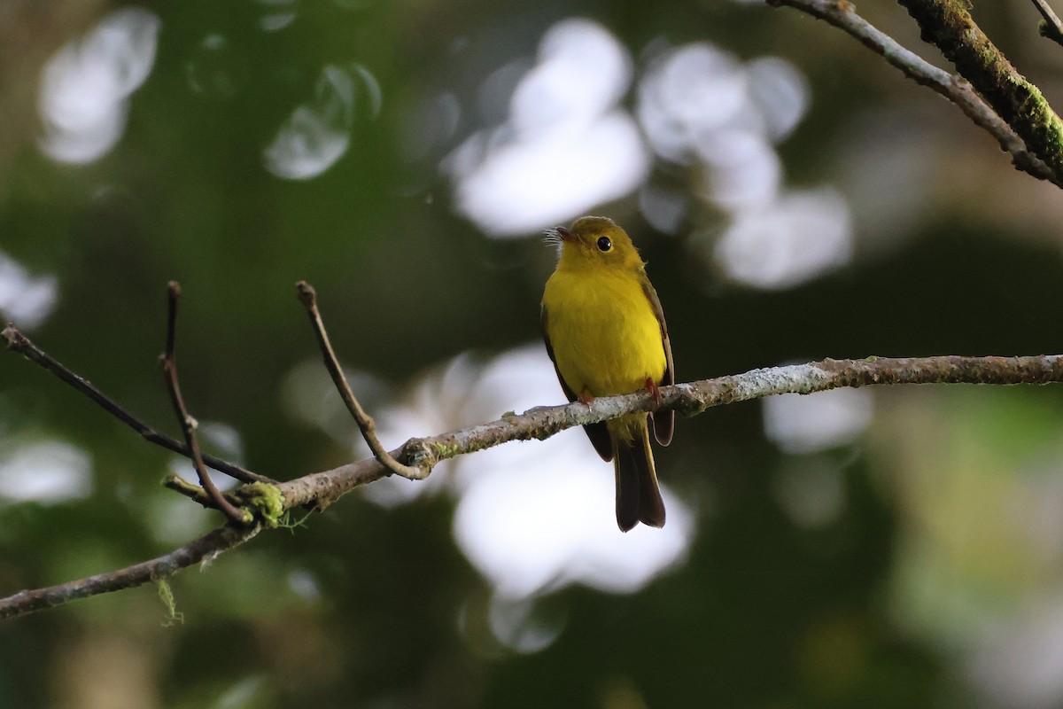 Citrine Canary-Flycatcher - ML644255625