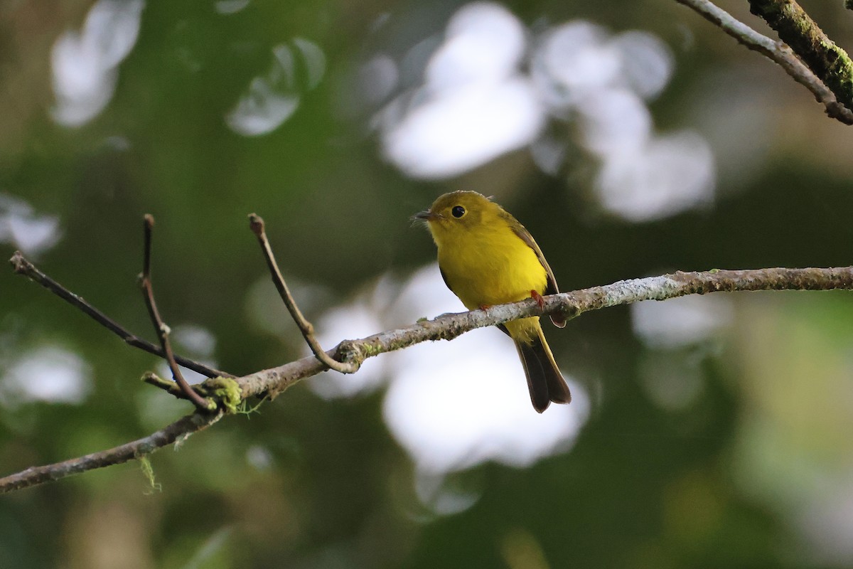 Citrine Canary-Flycatcher - ML644255626