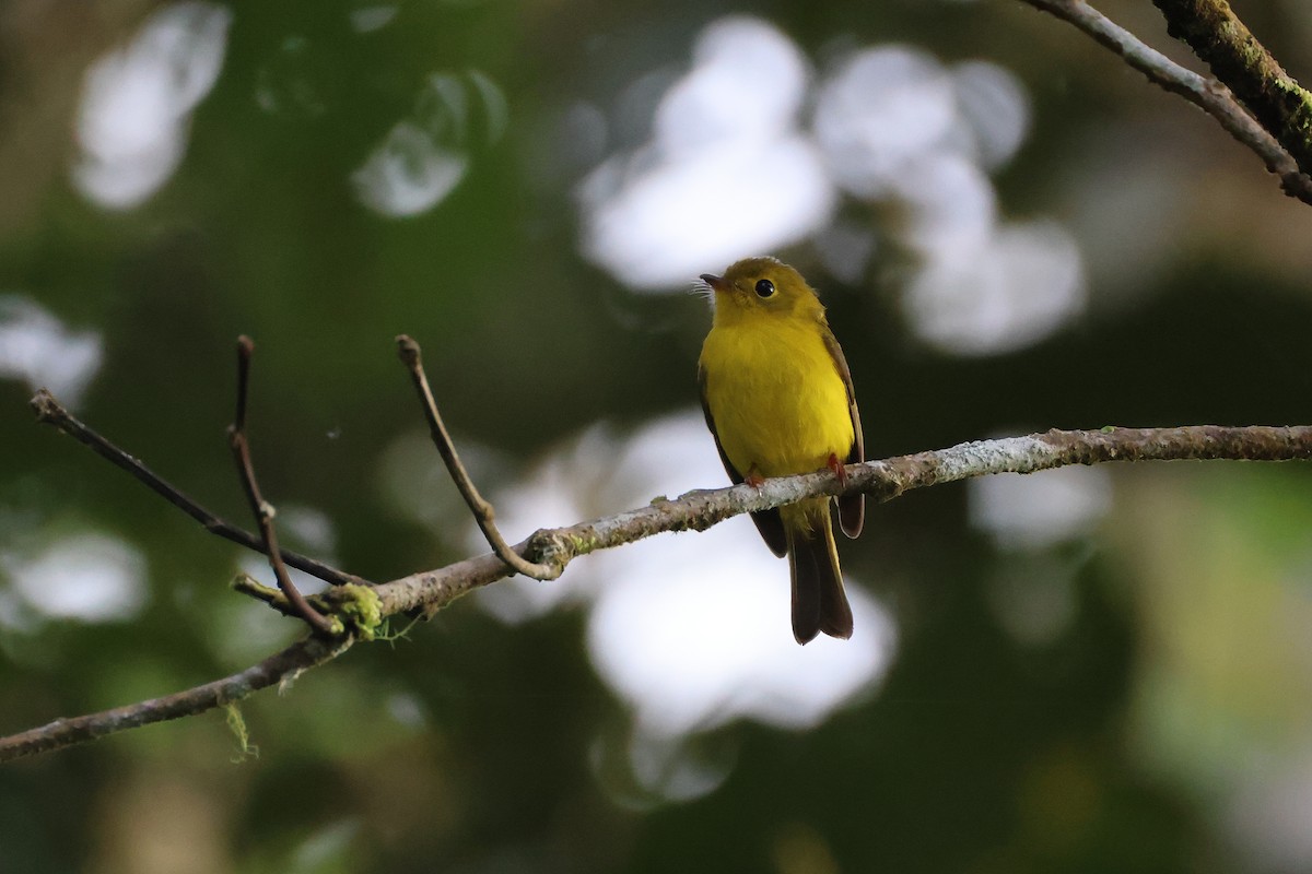 Citrine Canary-Flycatcher - ML644255627