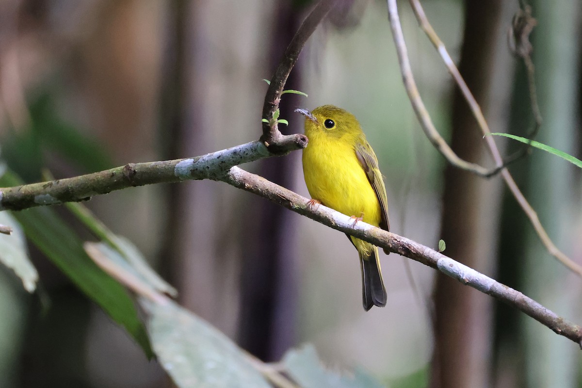 Citrine Canary-Flycatcher - ML644255628