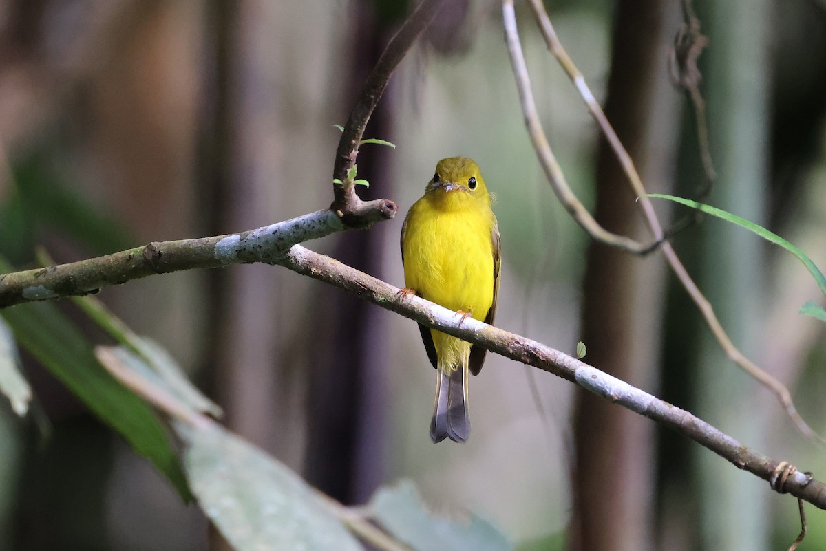 Citrine Canary-Flycatcher - ML644255629