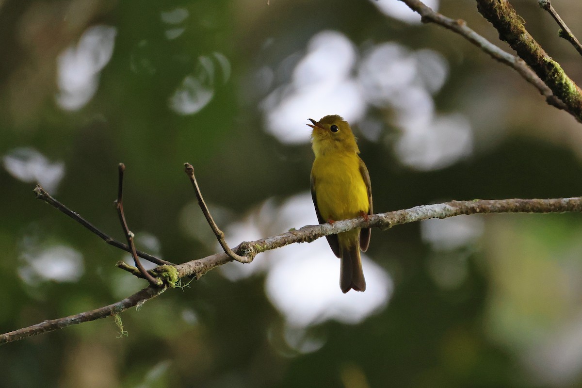 Citrine Canary-Flycatcher - ML644255630