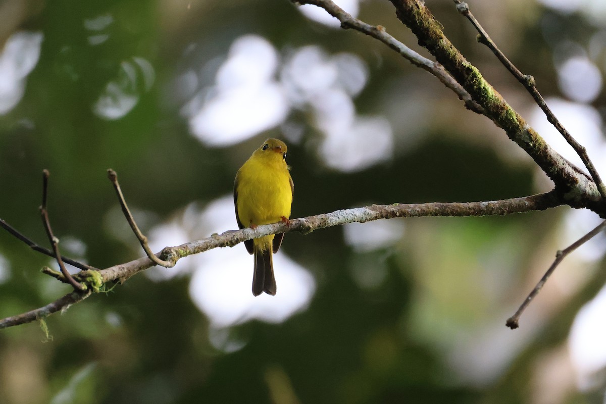 Citrine Canary-Flycatcher - ML644255631
