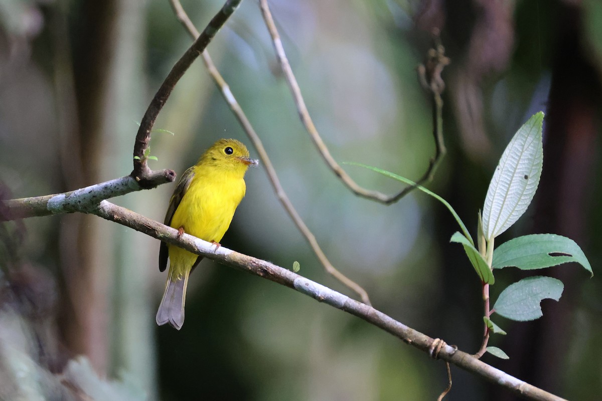 Citrine Canary-Flycatcher - ML644255632