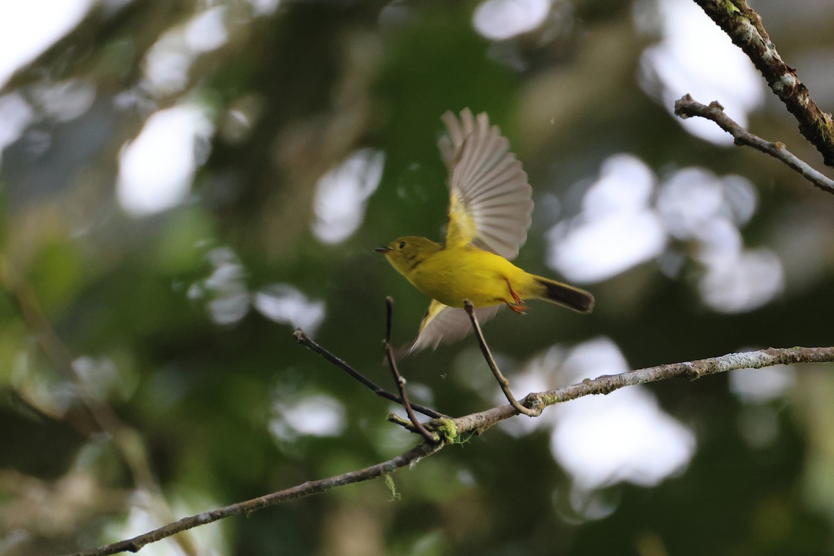Citrine Canary-Flycatcher - ML644255634