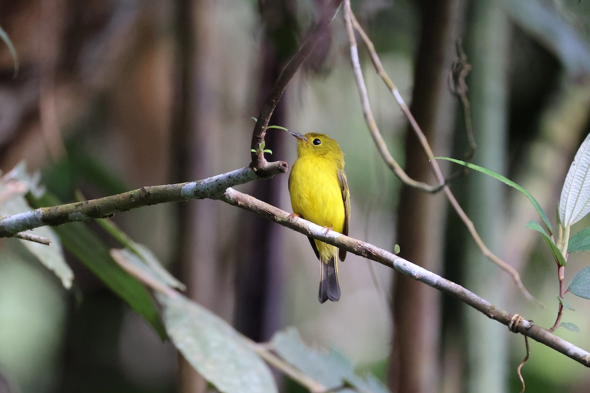 Citrine Canary-Flycatcher - ML644255635
