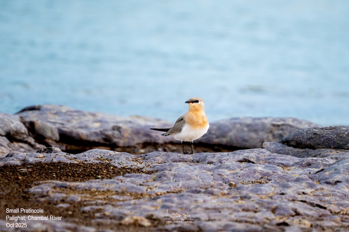 Small Pratincole - ML644255641