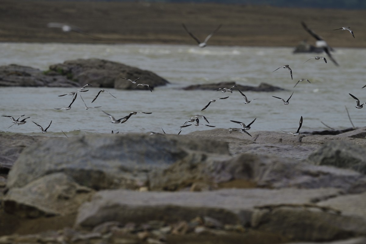 Small Pratincole - ML644255642